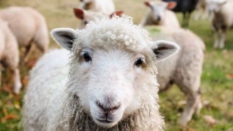 Visit a Farm – By ‘Landbrug og fødevarer’